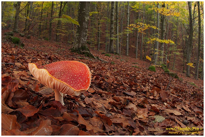 fungo, mushroom, funghi, lamelle, gills, fungi, fungus, setas, mushrooms, val d'aveto, amanita muscaria